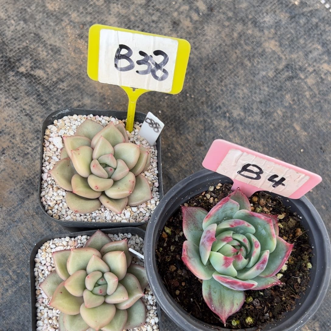 初*B38单头象牙2颗B4单头惊鸿1颗