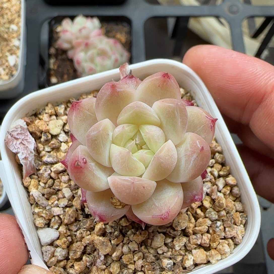 一物一拍冰魄24137