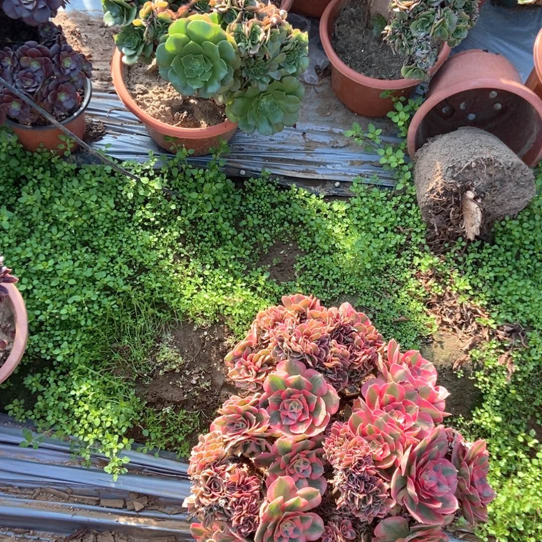 杏***子B409粉女巫干伤处理断枝