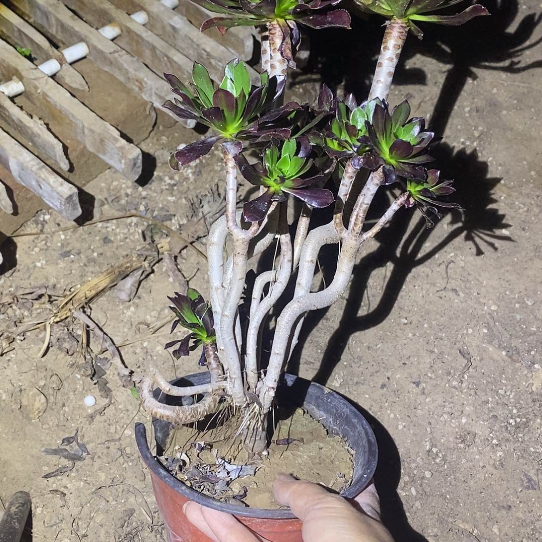 252 多肉植物不包断枝