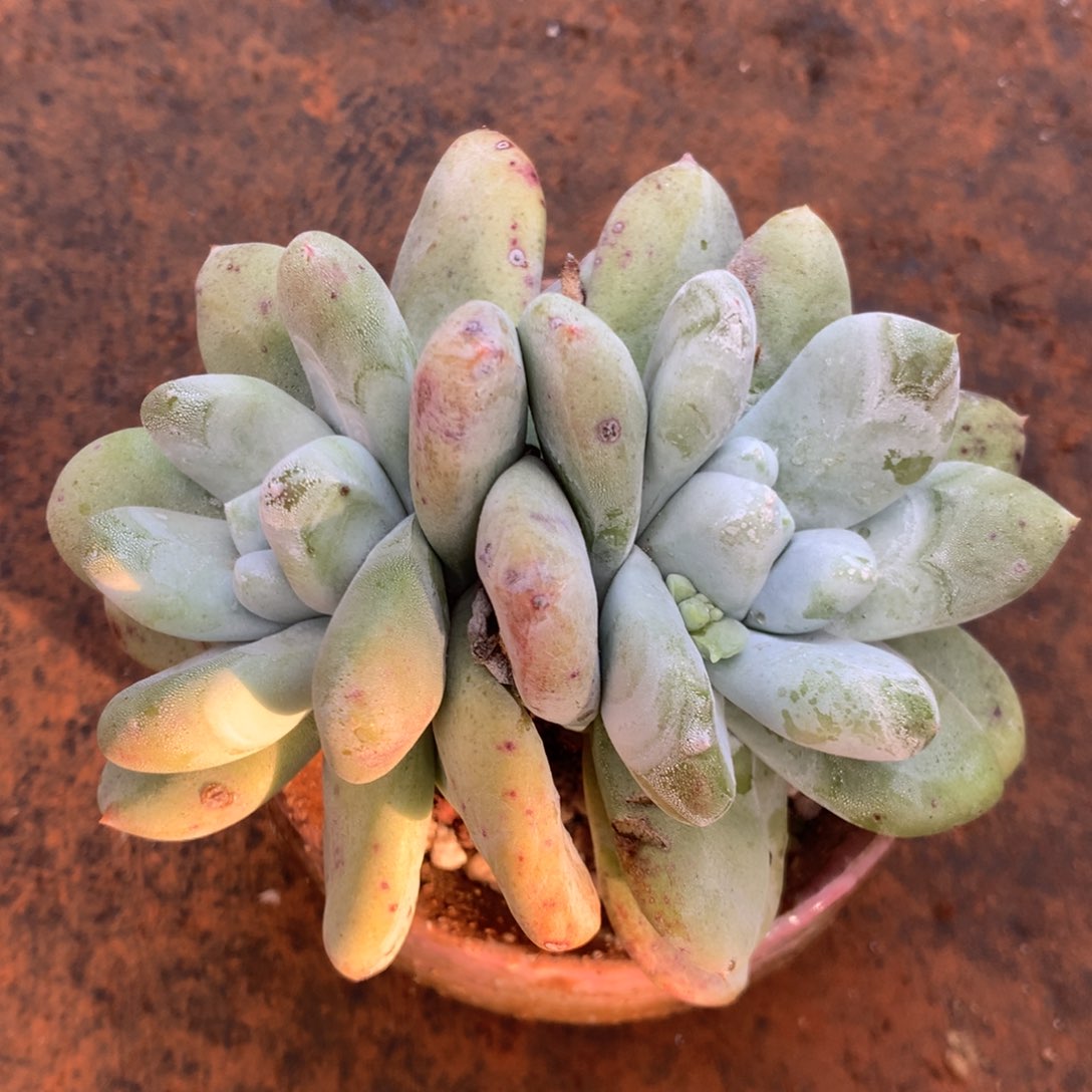 拇指，2月8日发货多肉