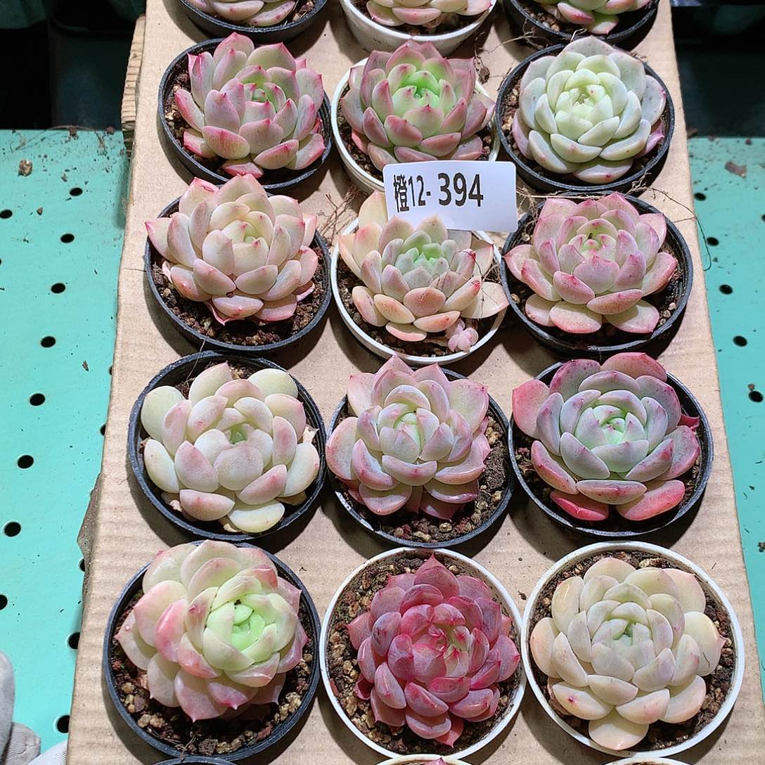 12-394一物一拍带盆18颗