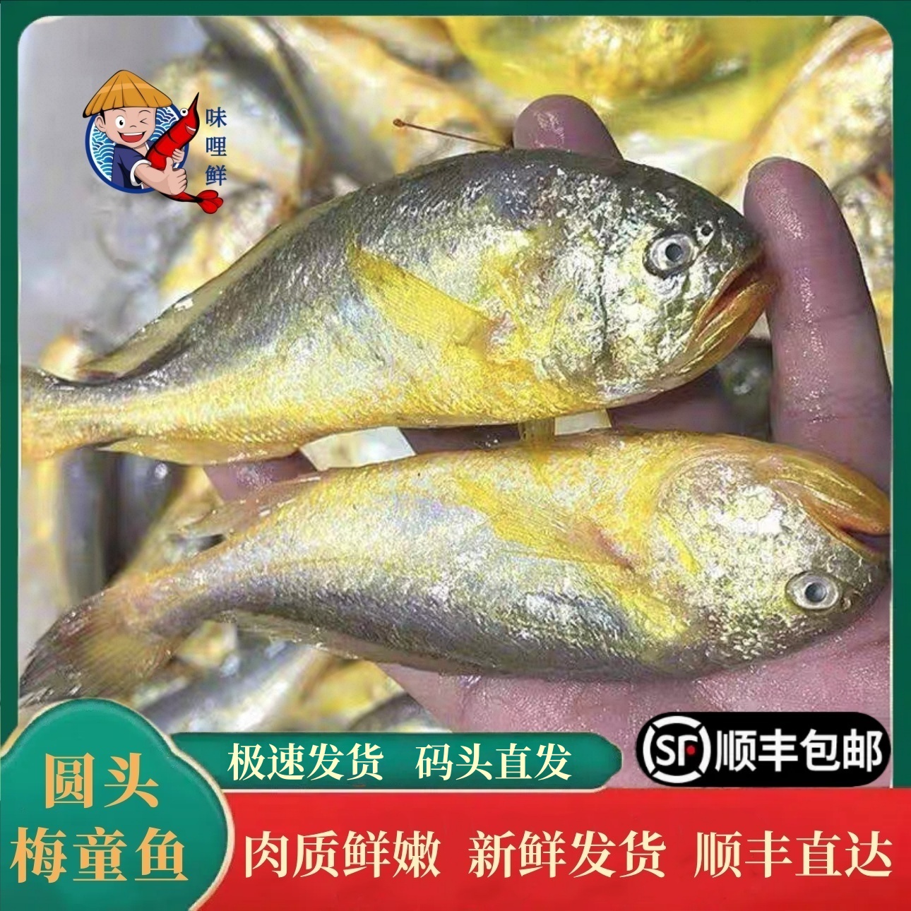 味哩鲜 温州梅童鱼新鲜捕捞鲜嫩(14条-16条)/包 400-500克/包