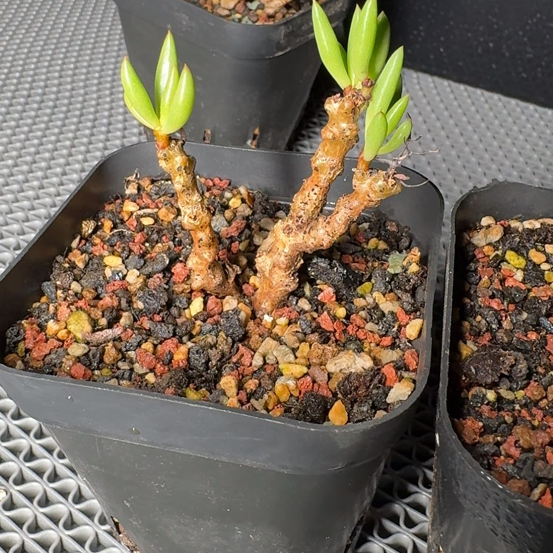 顺****黑曼巴奇峰锦一个带盆发