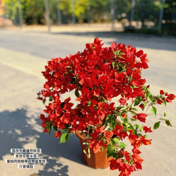 热火桑巴·c火焰红四季开花爬藤