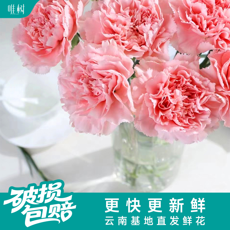 【包邮】唯树康乃馨粉钻 | 20枝单头鲜切花粉色康乃馨云南基地现