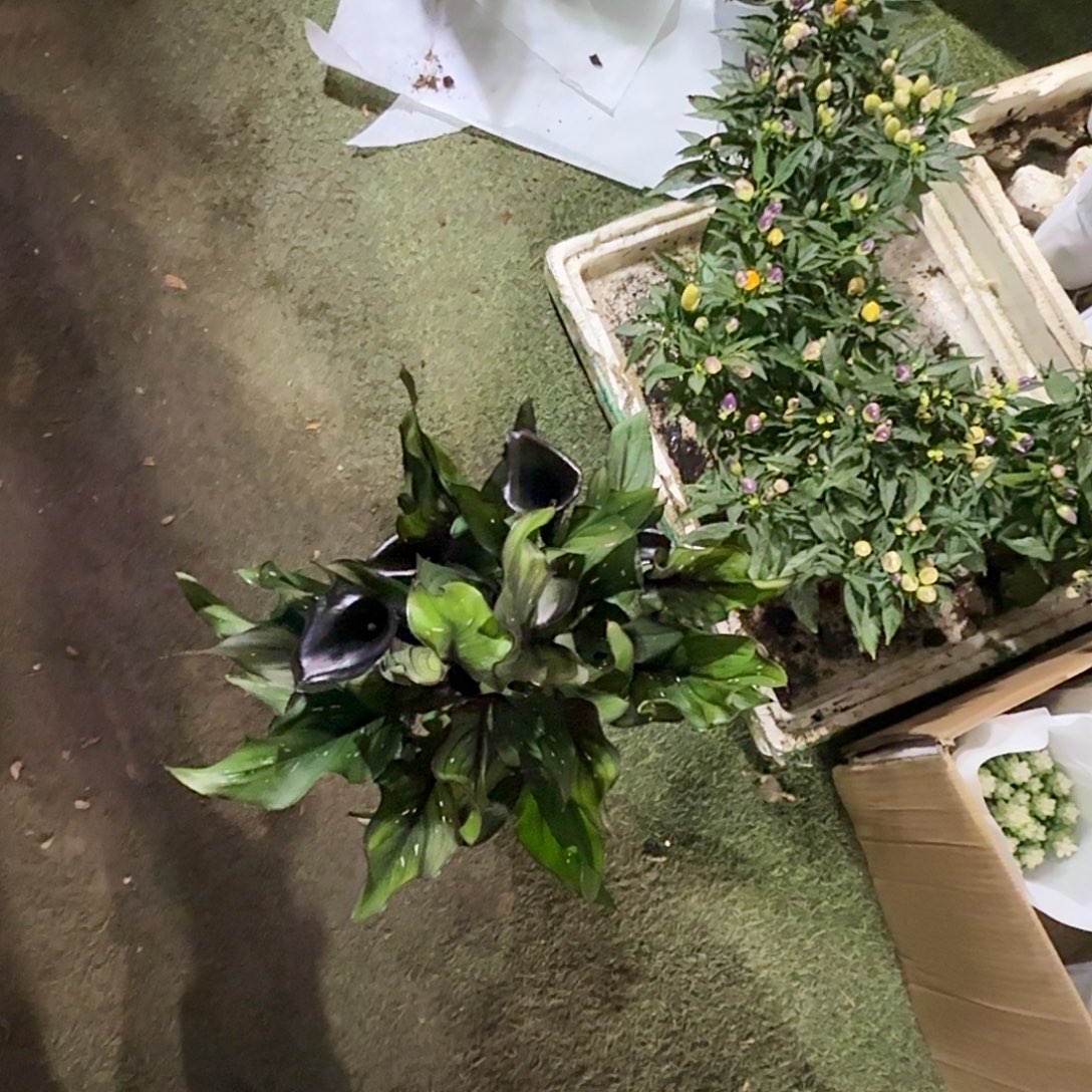 完全开放黑紫马蹄莲