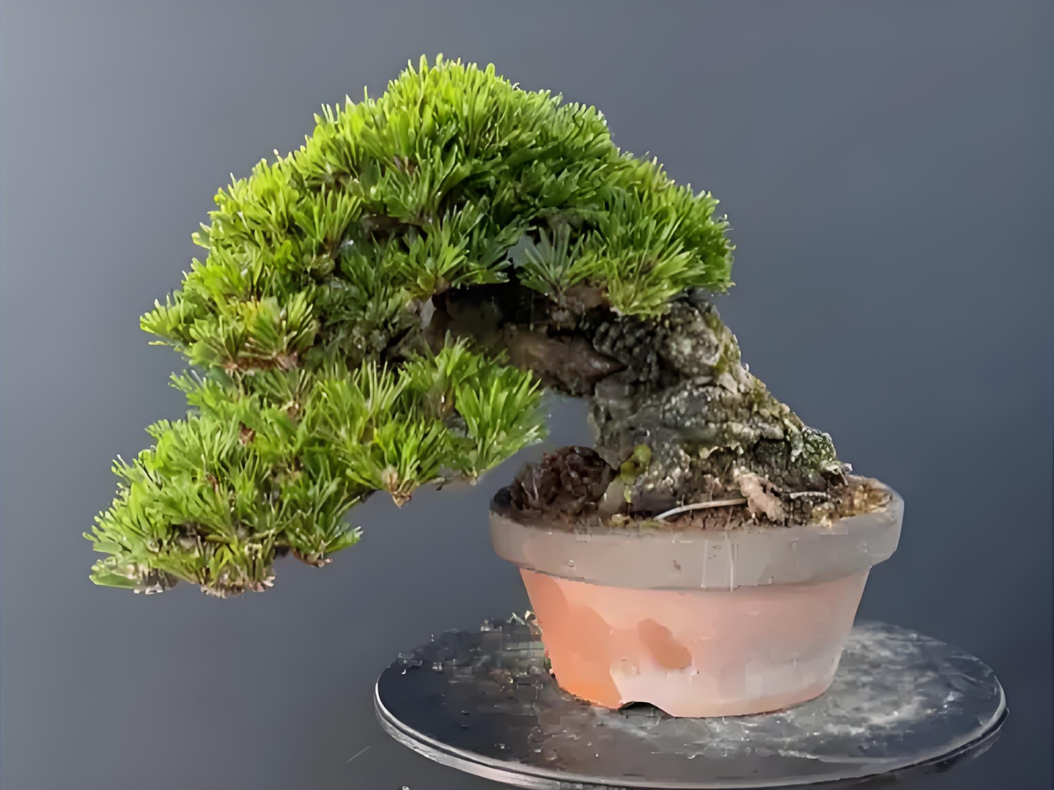 四大盆景黑松直播间 专属链接一物一拍