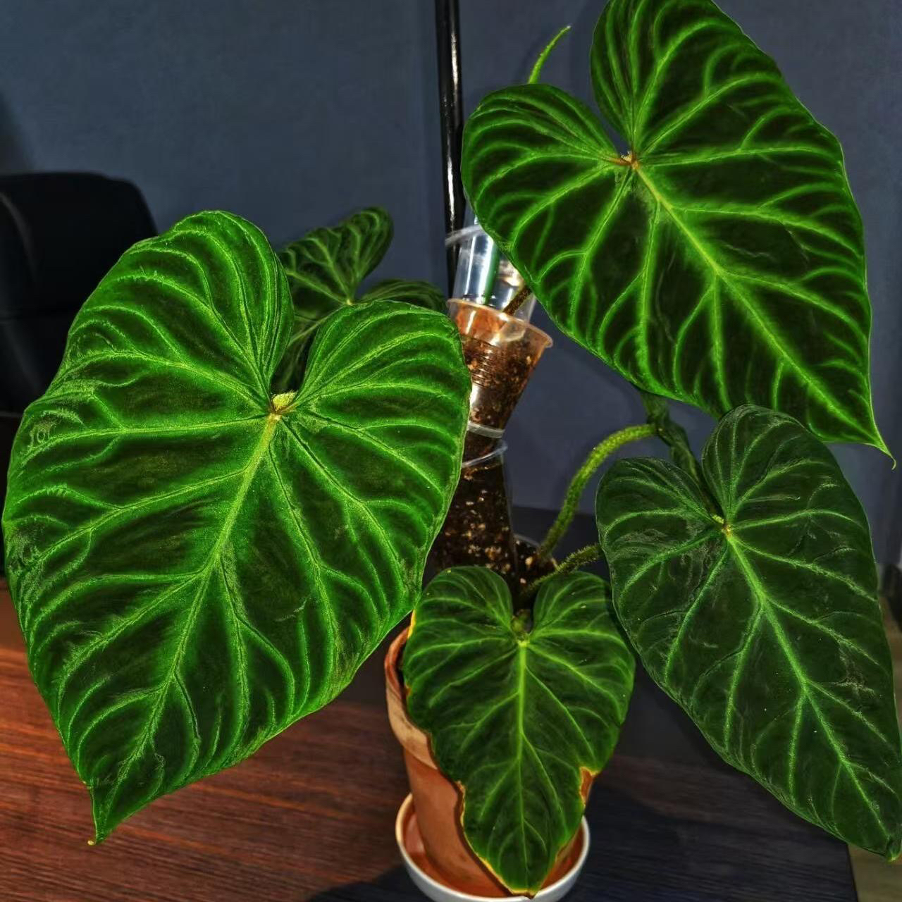 【南美荧光蔓绿绒高级感绿植盆栽】网红盆栽植物ins风家居软装绿植