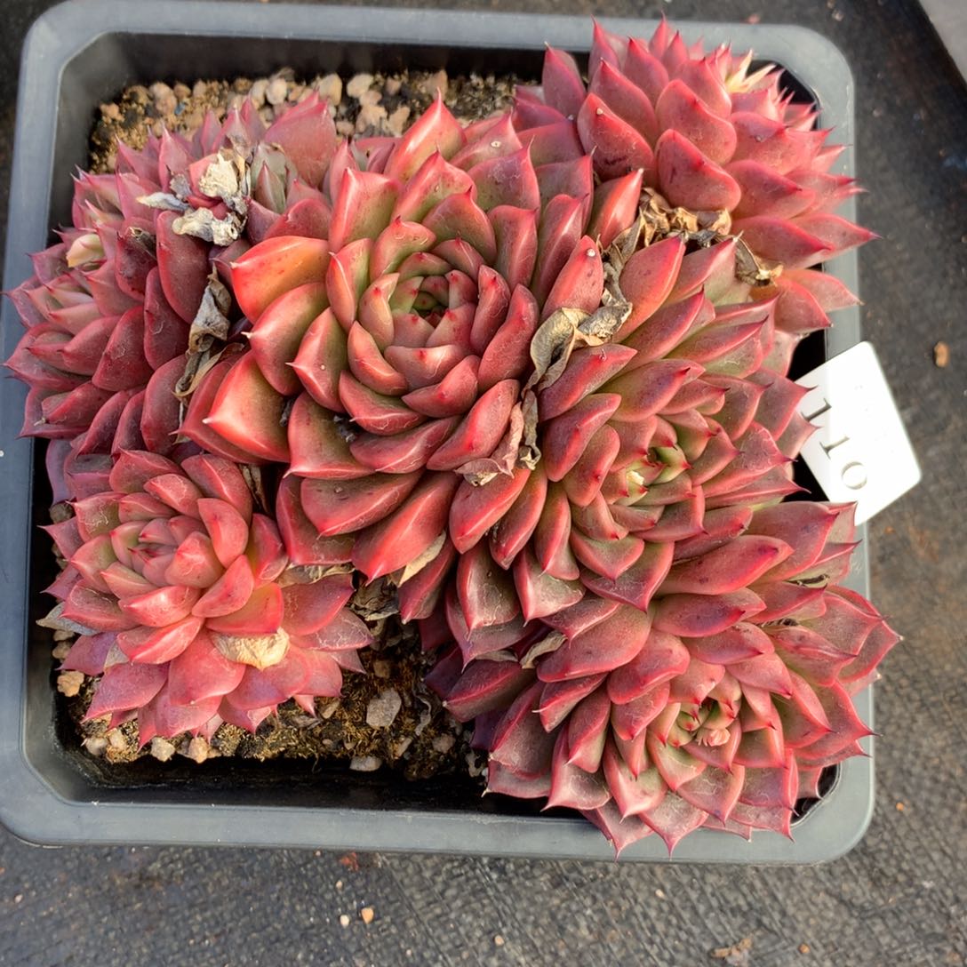 110新年快乐发发发