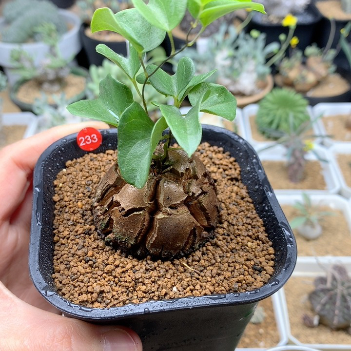 南非龟甲龙带盆4.5cm