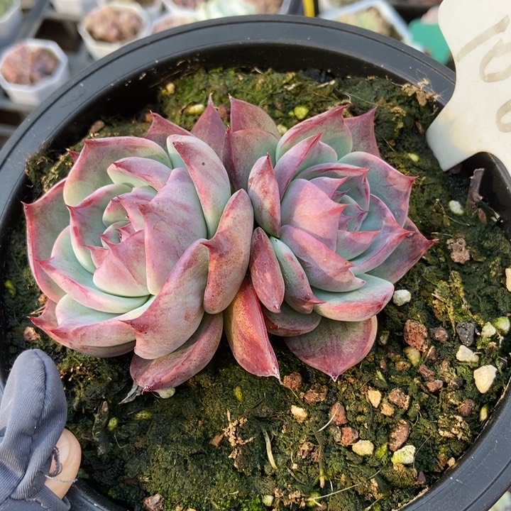 1062惊鸿仙子多肉植物保护