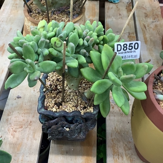 芒果奶缀化850 亏本处理玻璃心勿扰7-8天发货