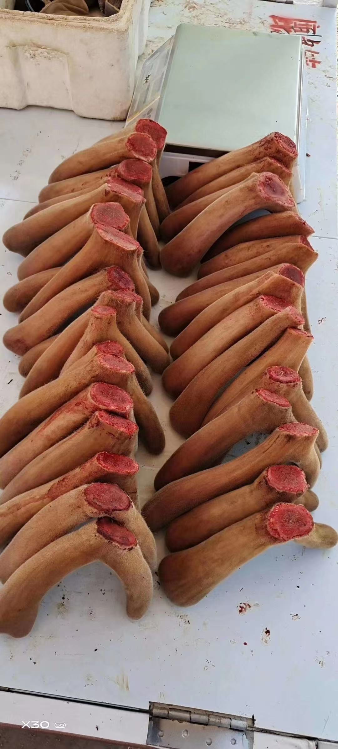 东北  鹿日升新鲜鹿茸头茬鹿茸