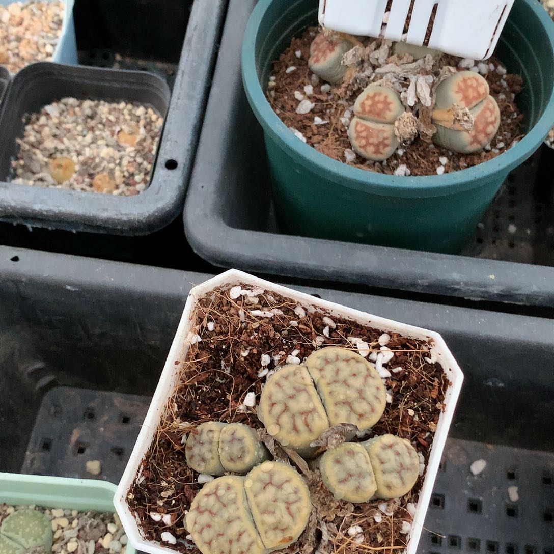 固**?A494多肉植物保护研究所
