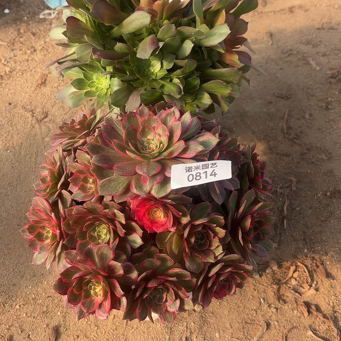 @***财流星雨黑膜锦多肉植物813-14