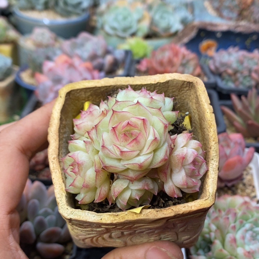 枫****火火专拍一物一拍