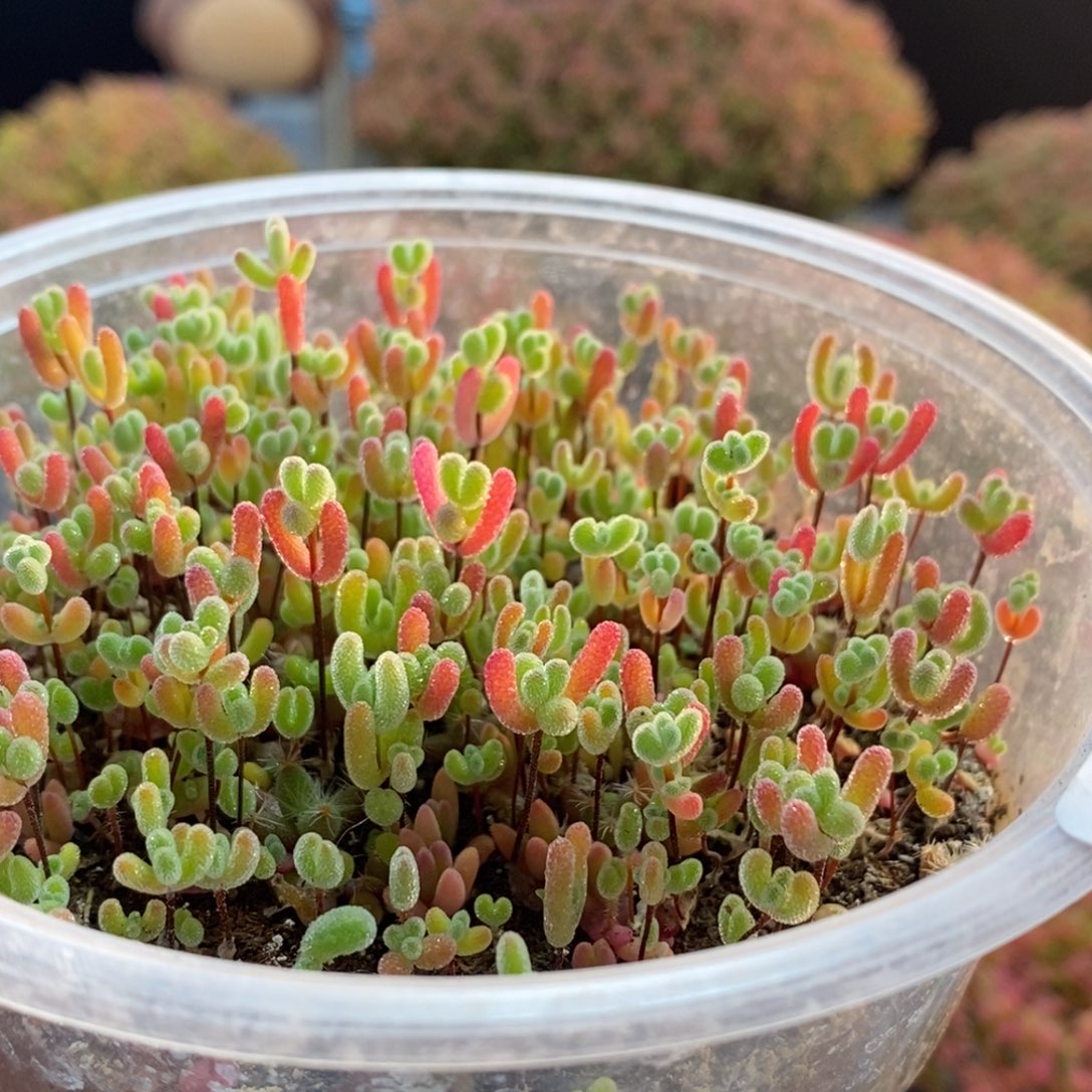 混合切糕3800枝干番杏