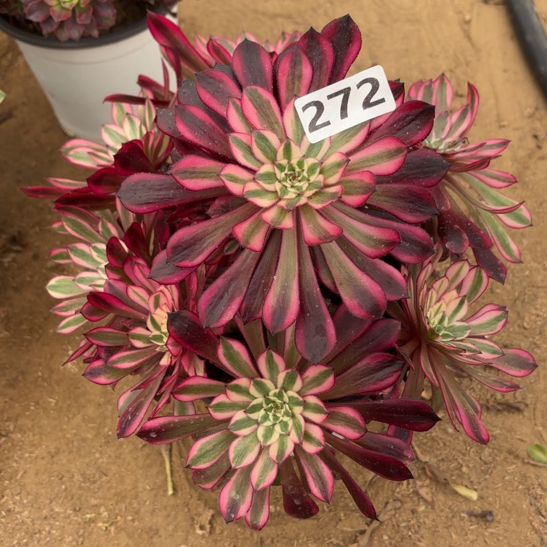 272红铜白多肉不包损