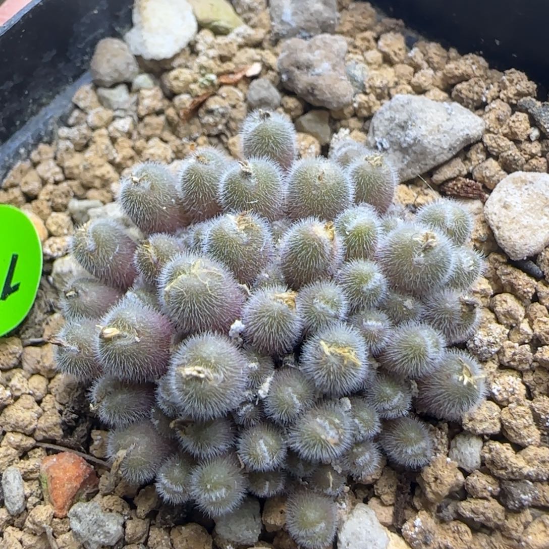 小毛球群多肉植物178