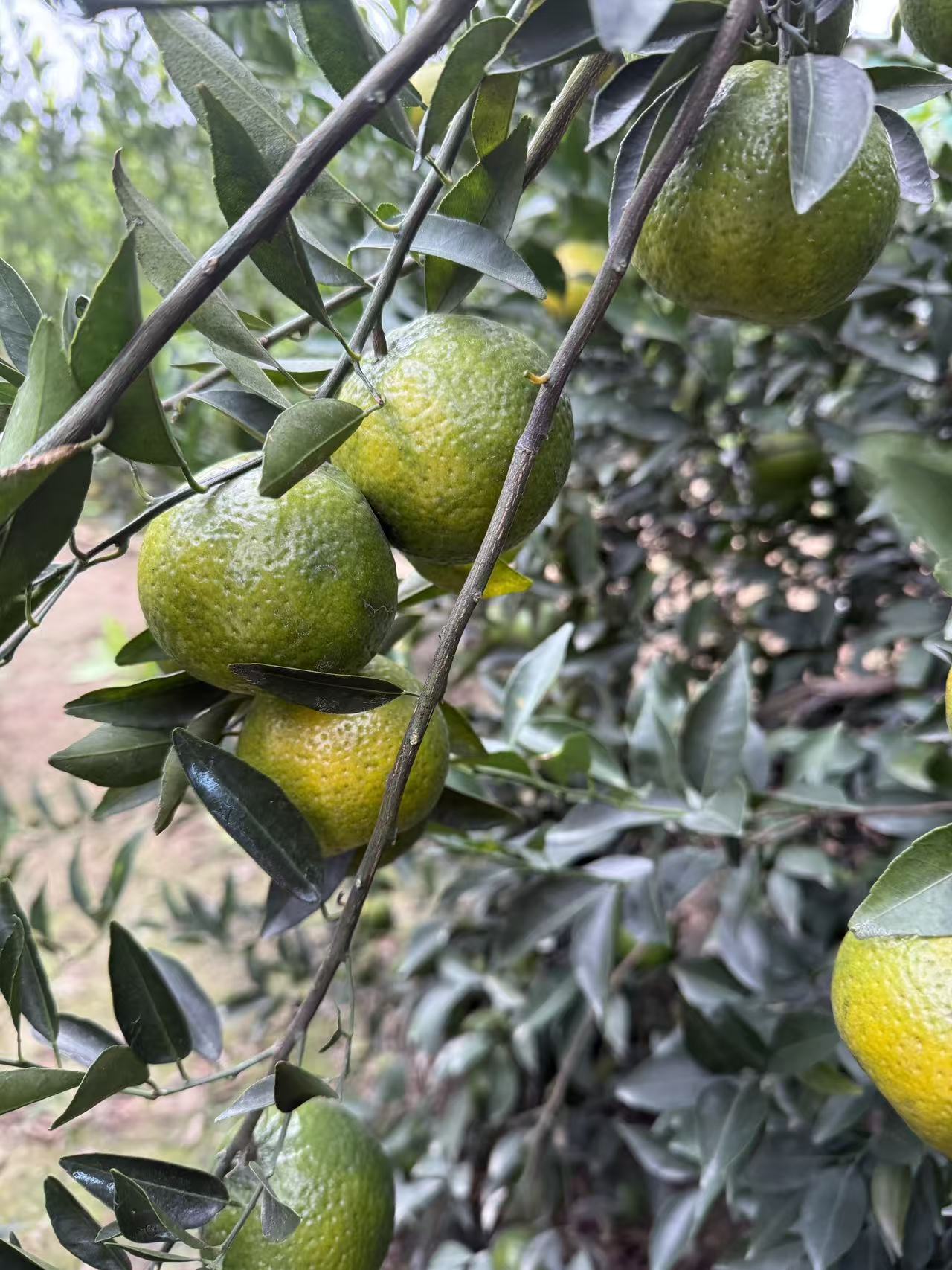 《新会核心产区梅江二红新皮》花香梅子香特点鲜明皮薄油包足1-10斤