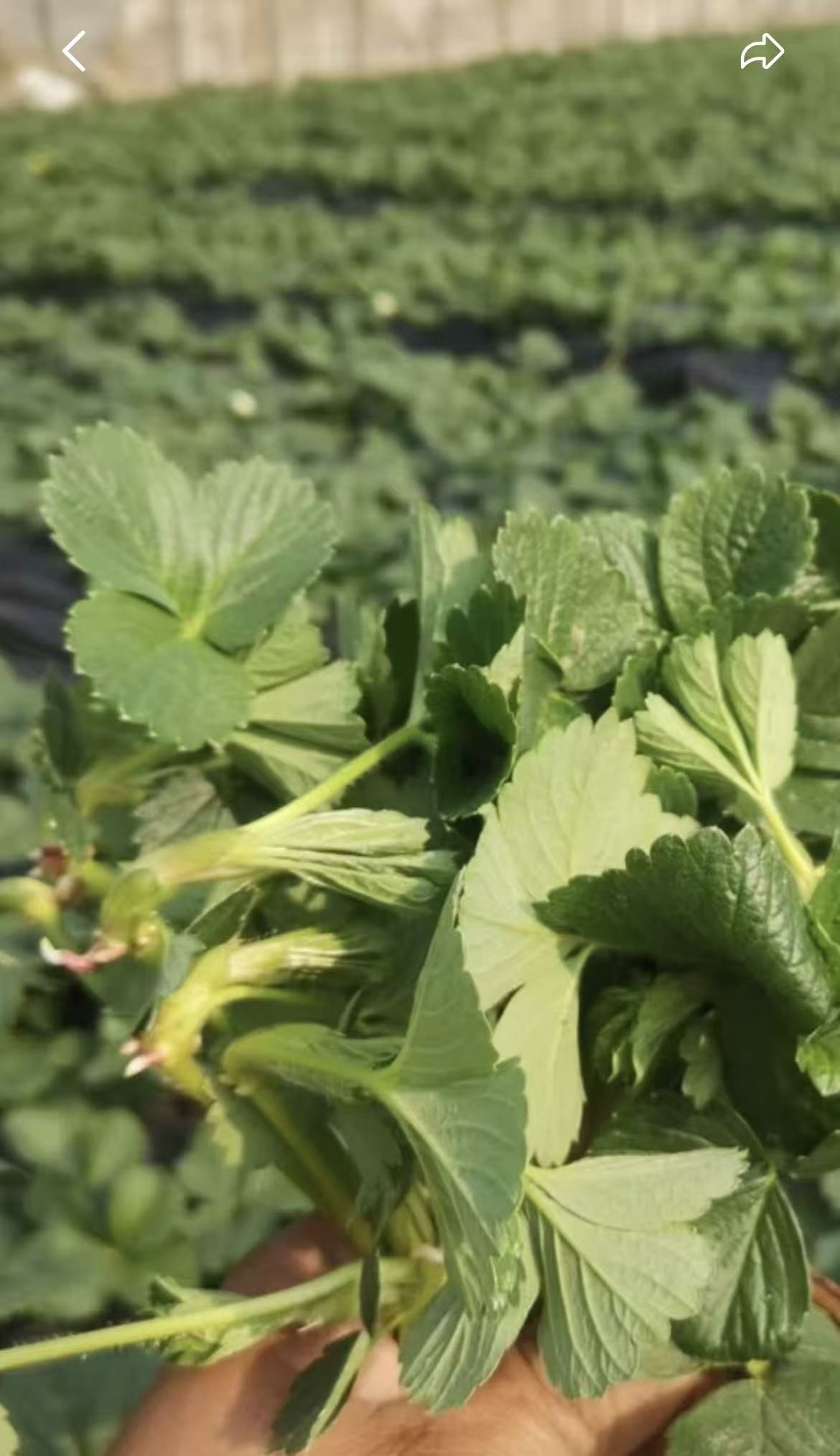 福利款【梦之芙草莓苗匍匐茎】5棵