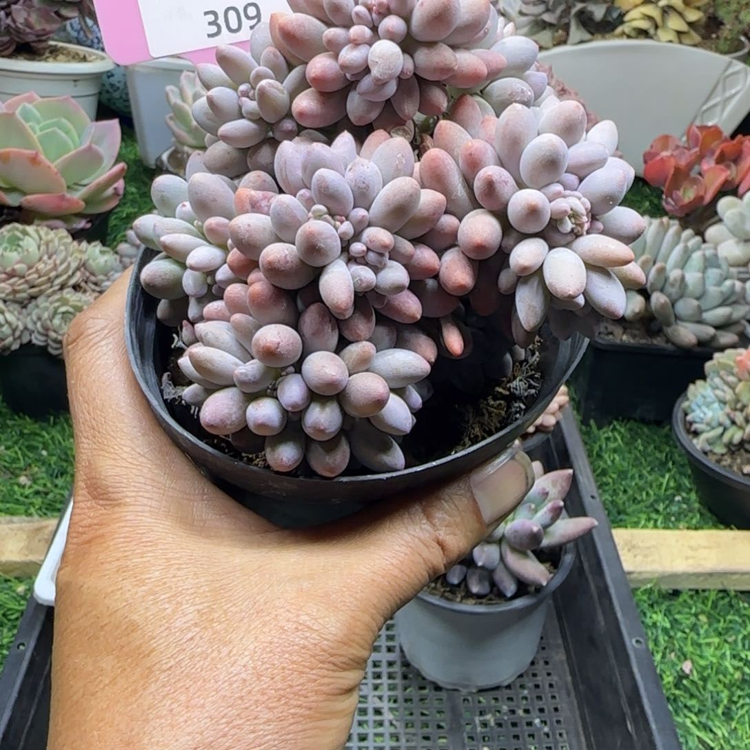 锦安精品多肉植物309