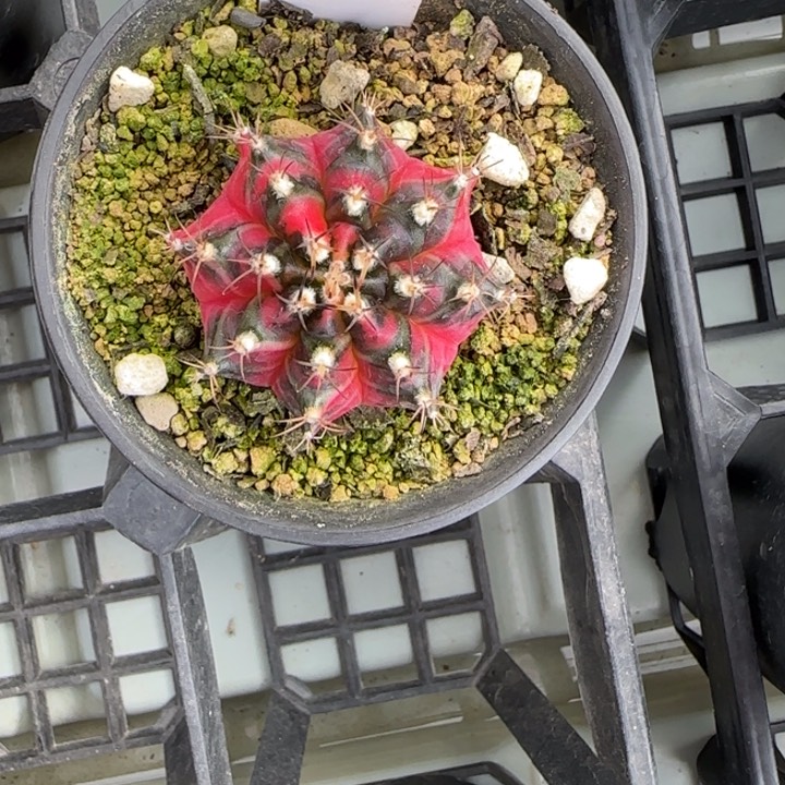 89-0209脱土发万圣节前夜多肉