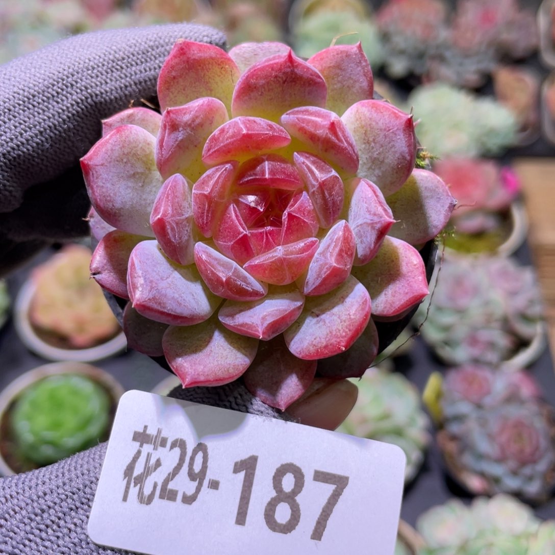 花利美29-187新品