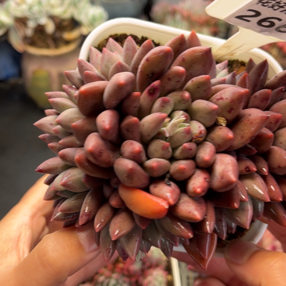 2666 满30包邮天冷地区必拍保温箱