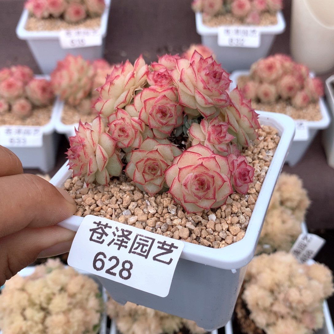 628麦秆群不包整散