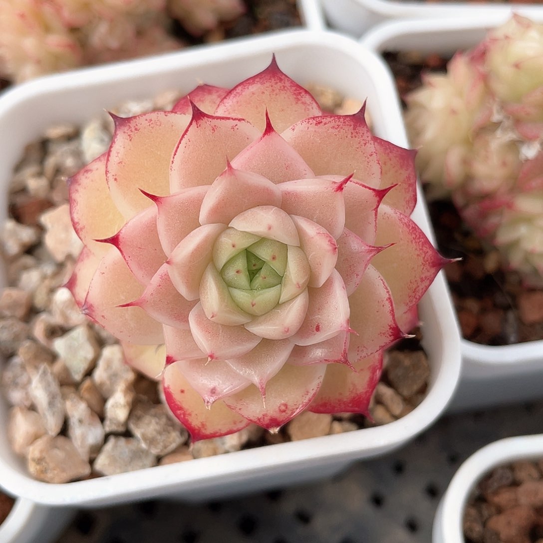 优选麦秆福利372