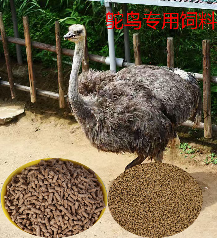 鸵鸟生长期饲料鸵鸟育雏期开口期产蛋期颗粒饲料破碎饲料批发