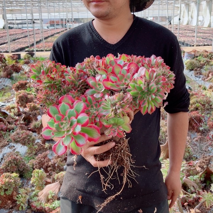 女郎醉话41号多肉法师