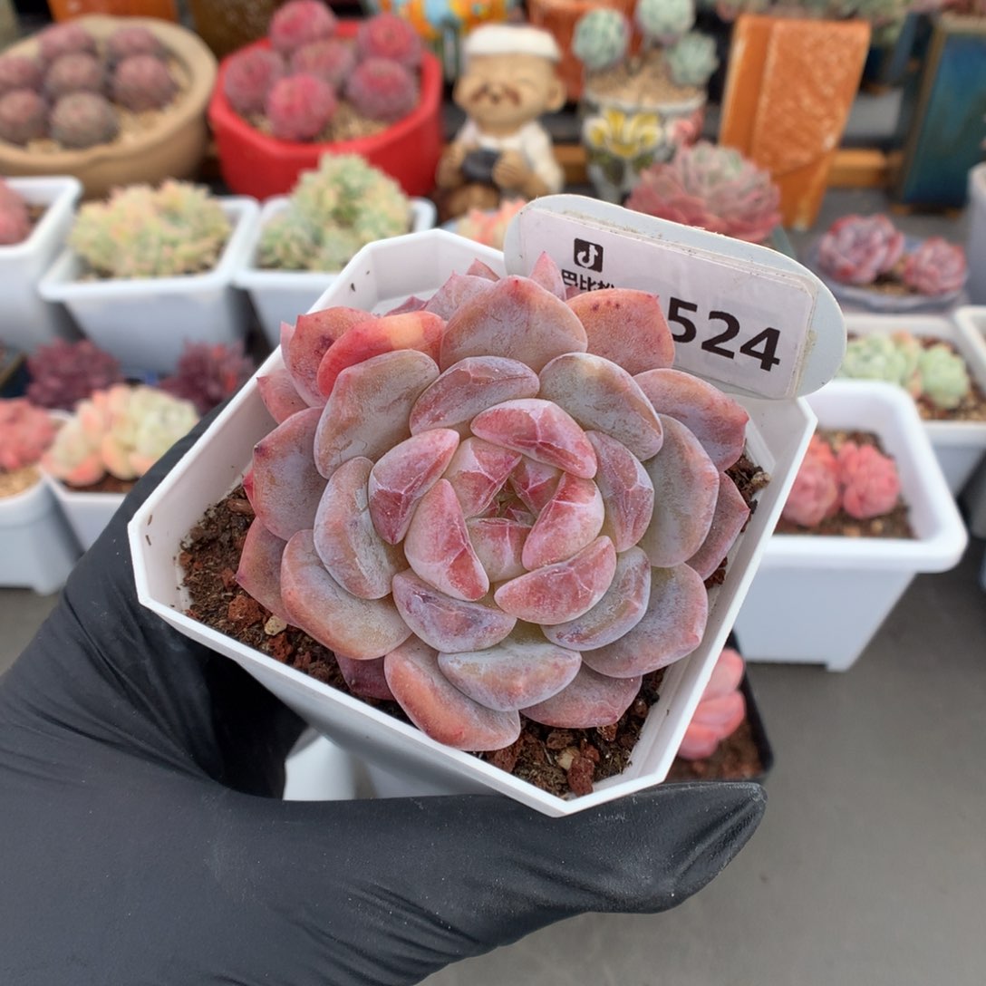 524 双头巧克力冰魄