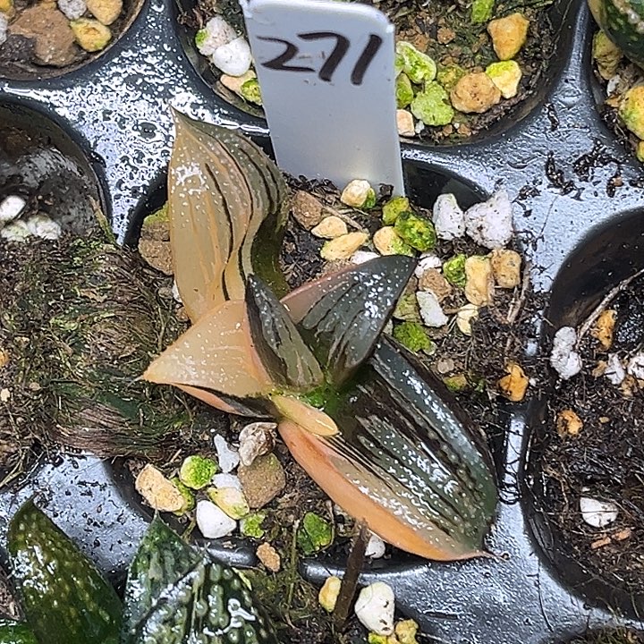 271茜云锦脱土发货