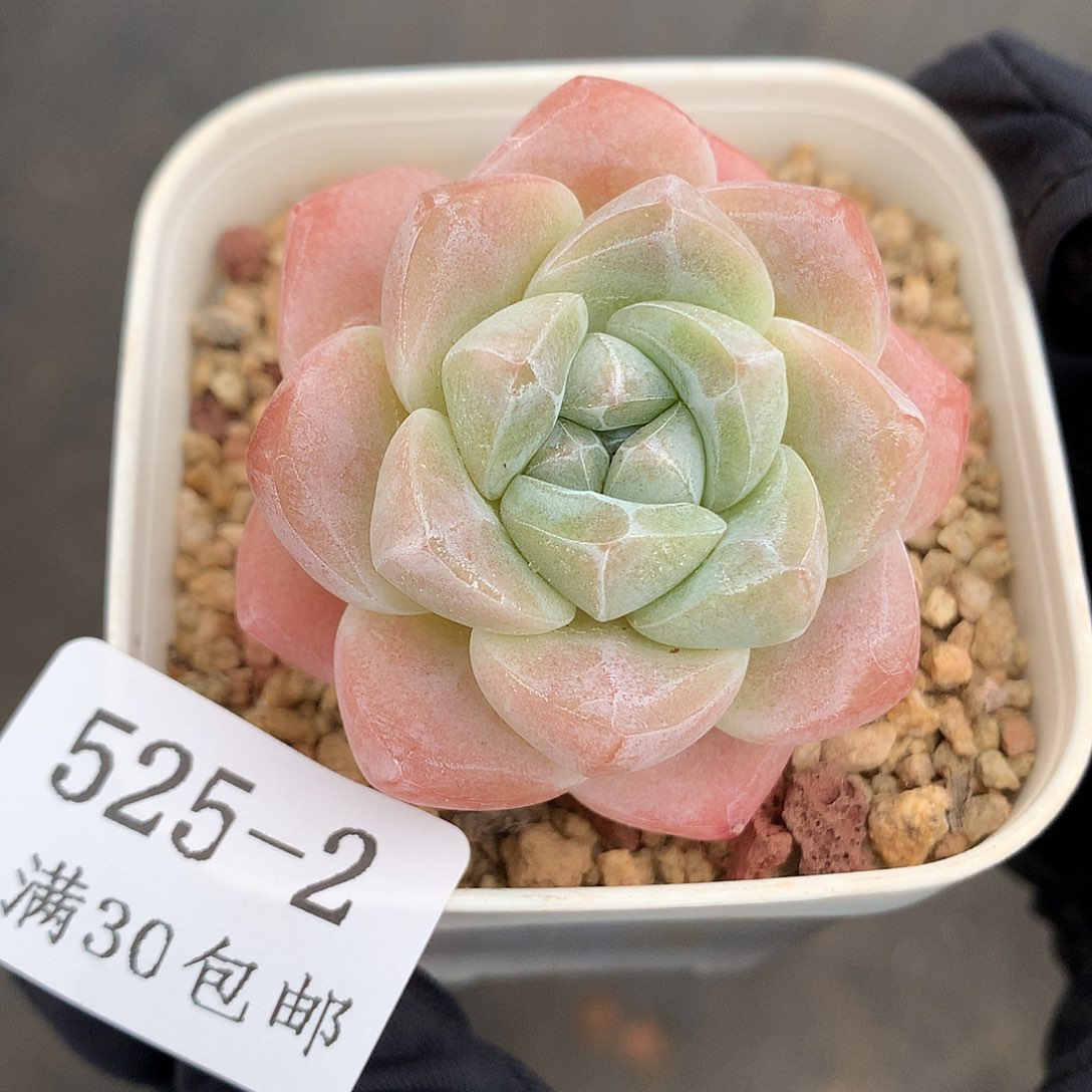 2。单头带两小头冰玉5cm。开播福利