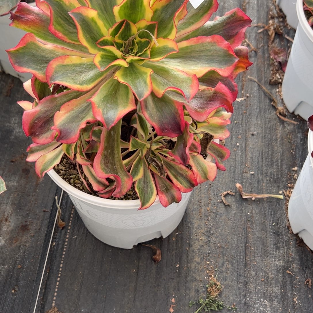 莫***儿174魅影多头多肉多肉多肉