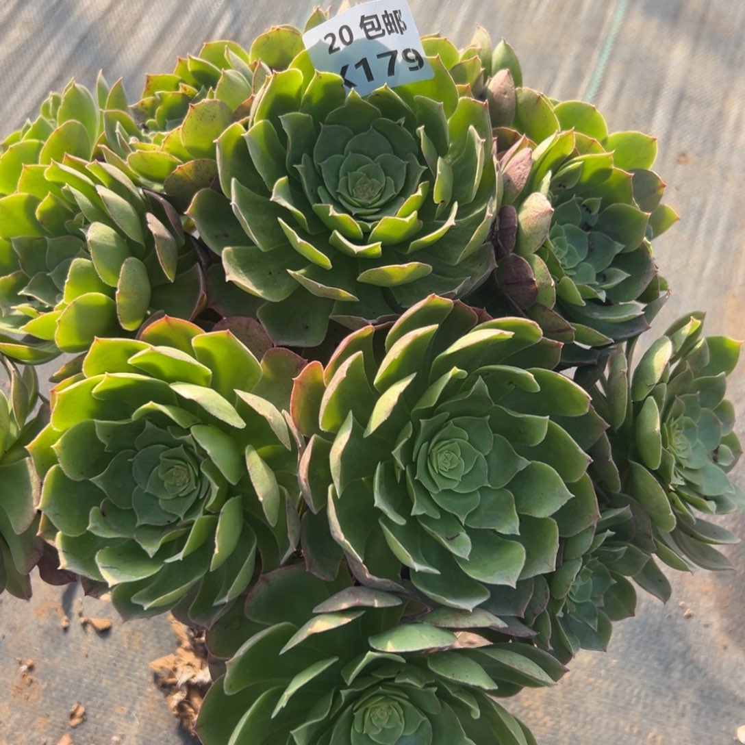 179沙拉碗，满20包邮