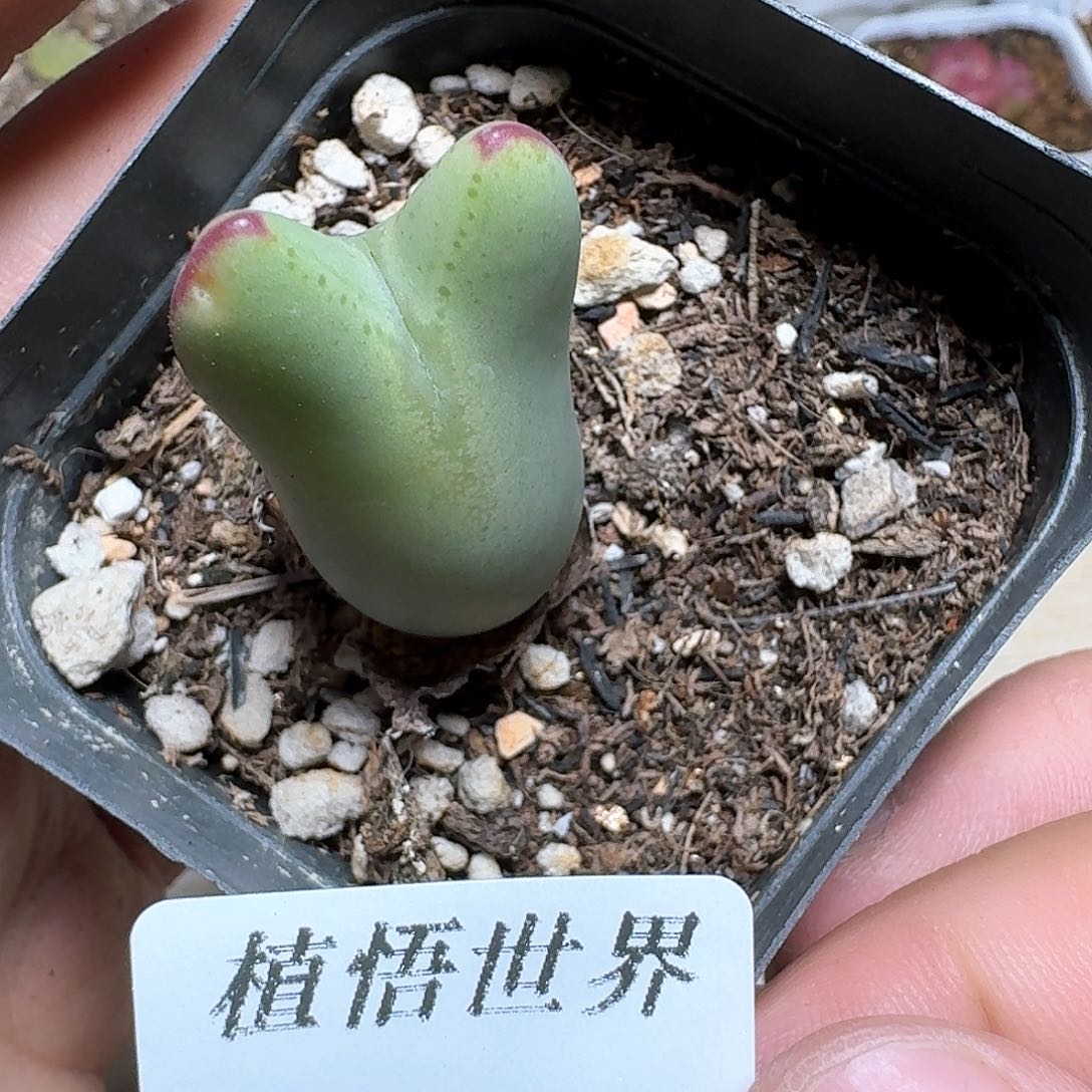 780盒多肉植物哇c g