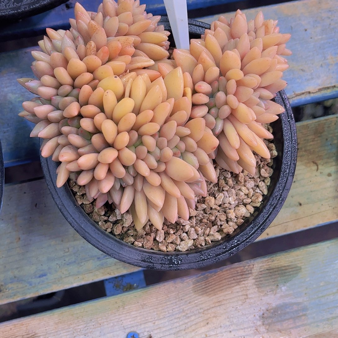 民***俗桃花源缀Ａ870号一颗一物一拍