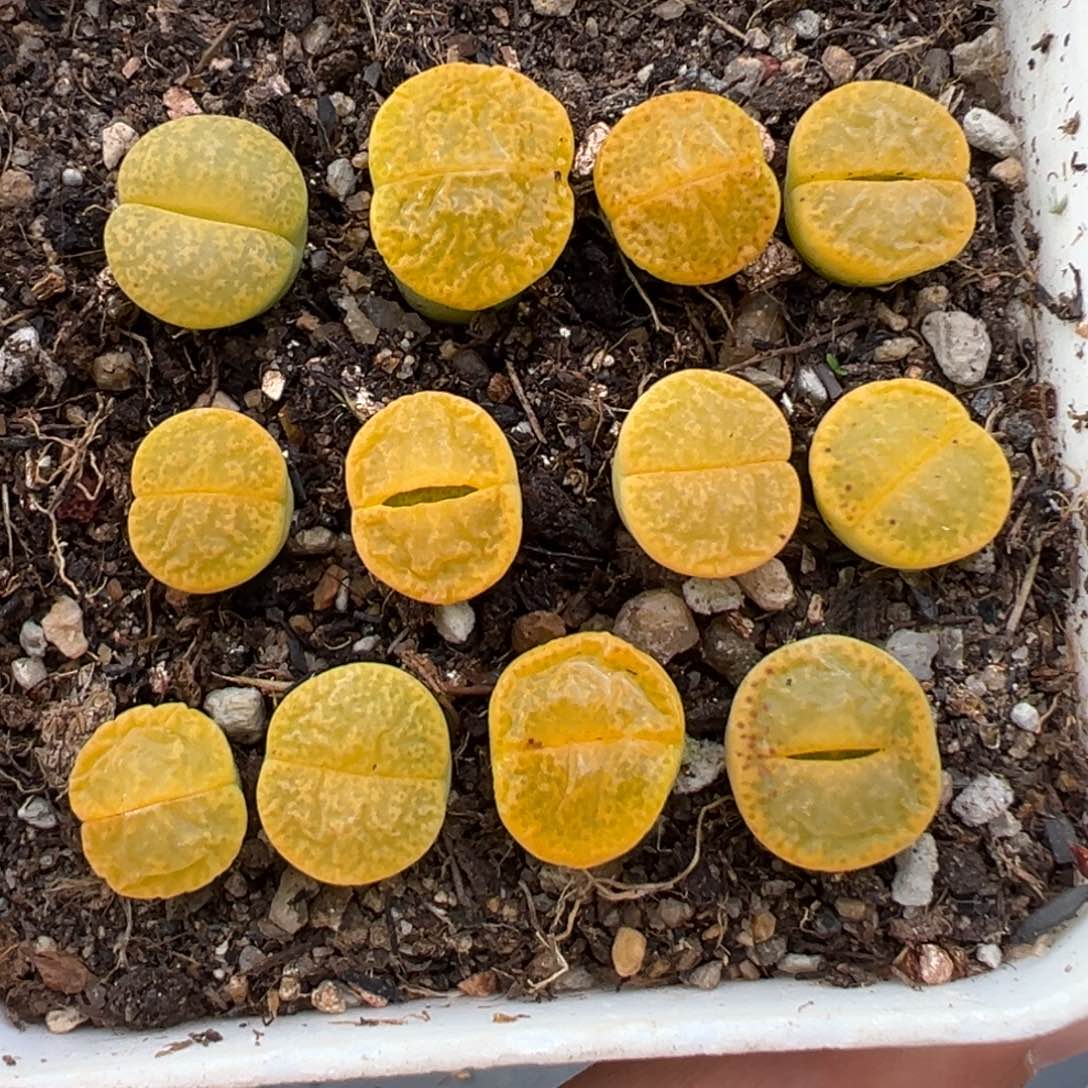 2.14好看的多肉438