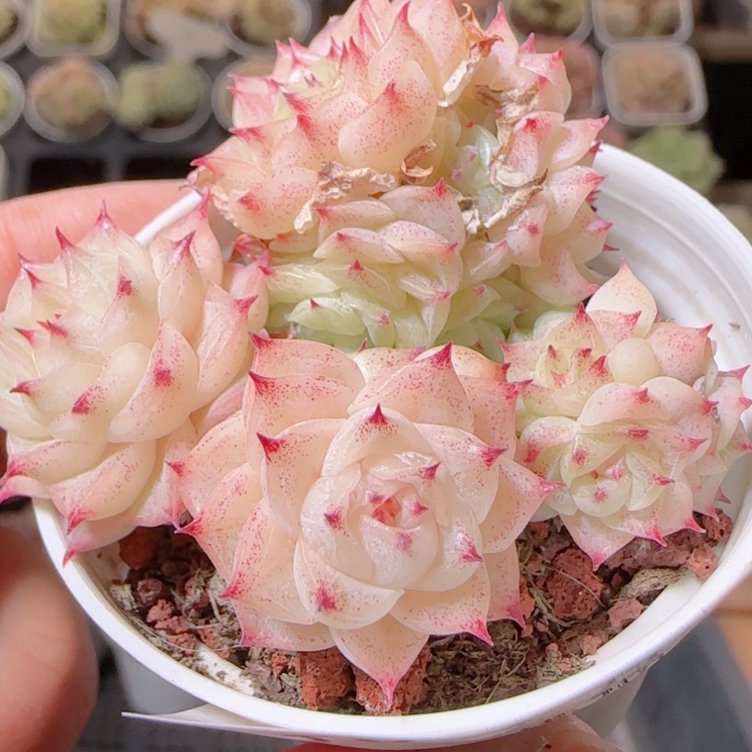 花语多肉1208-118散