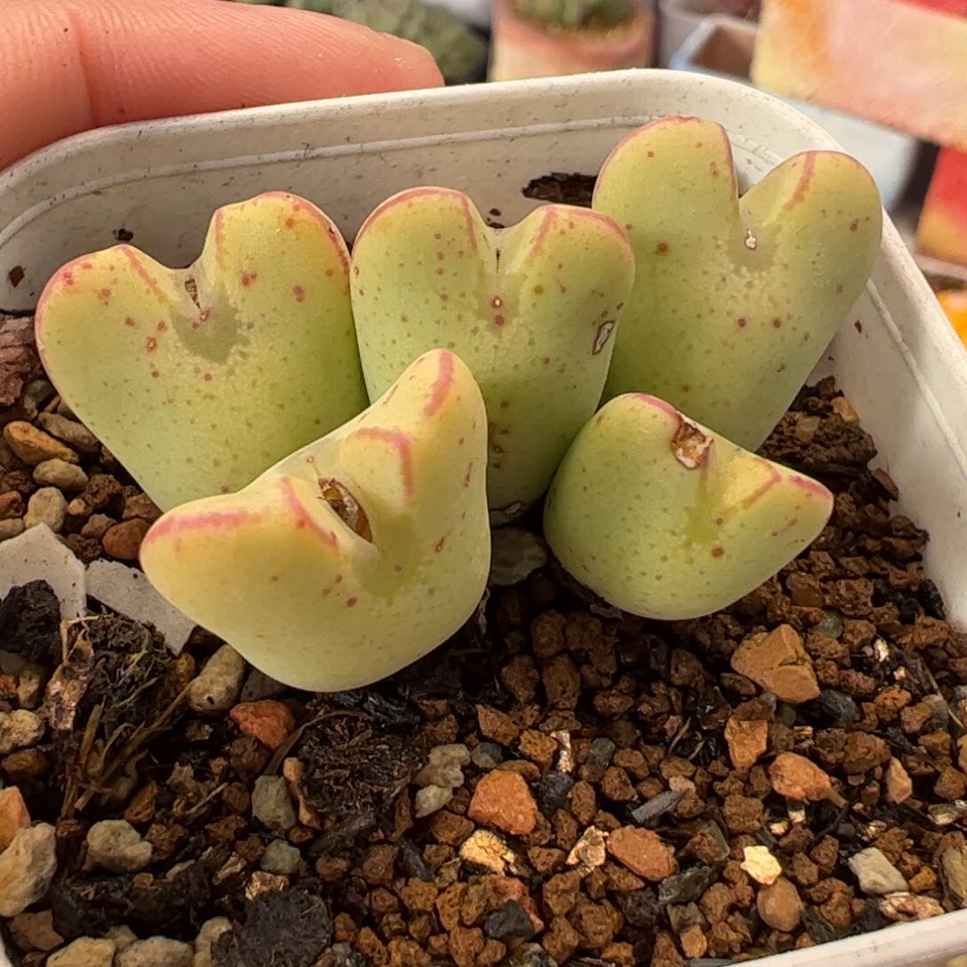 062多肉植物百科