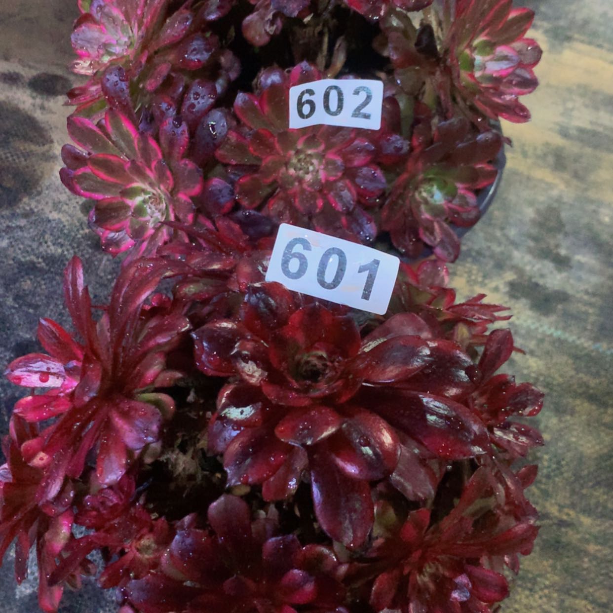 【闪购商品】601602红金美肌多肉