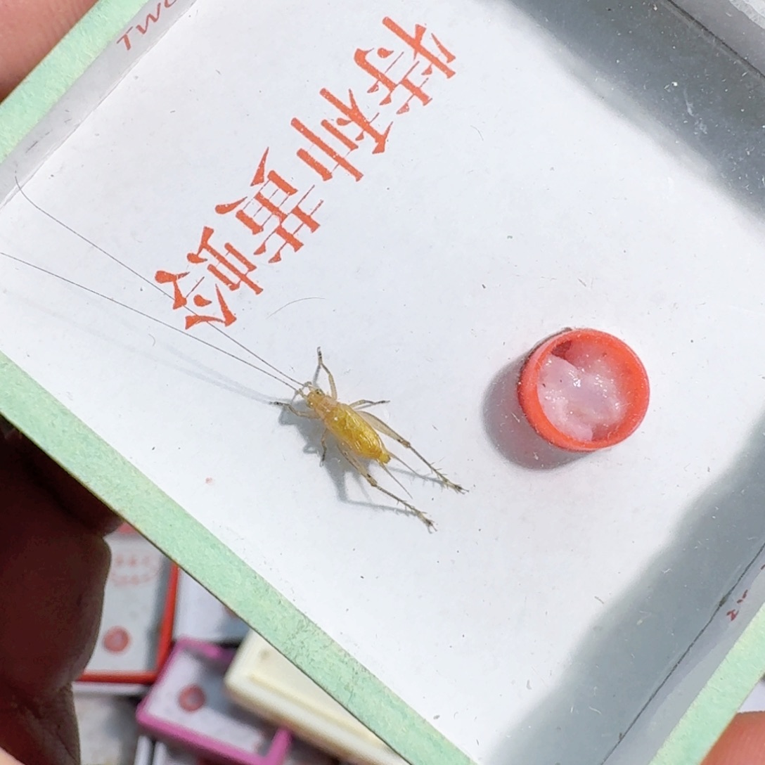 倒***士蟋蟀蝈蝈我在外面吃饭呢
