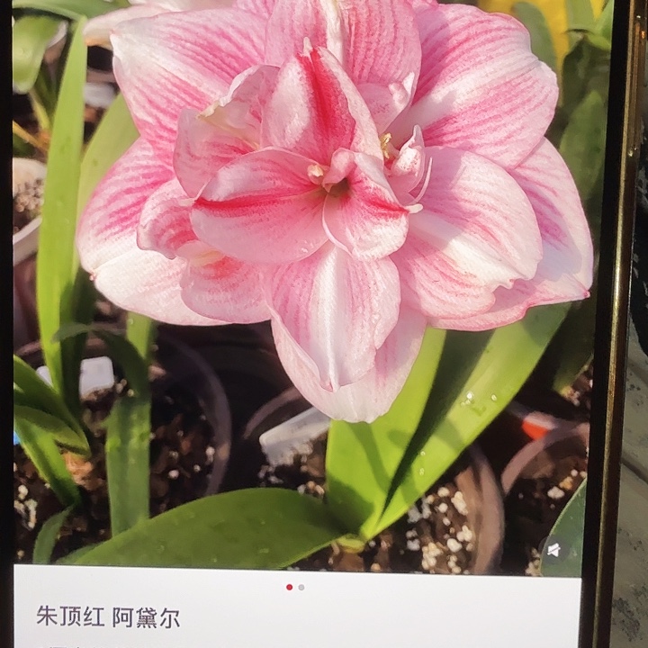 阿黛尔直径1-2厘米2个装