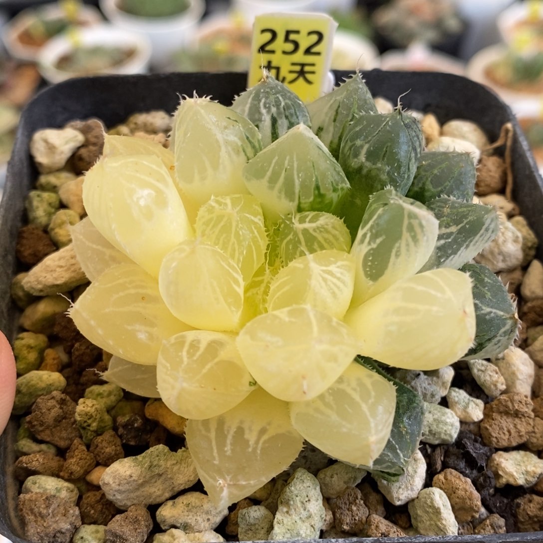 252号楼兰玉露锦带盆