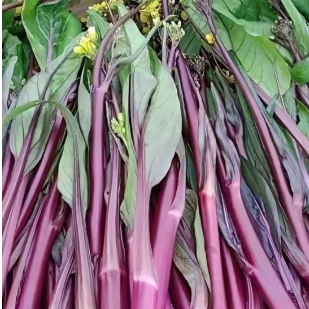 贵州农家 红菜苔