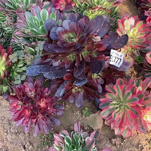 377爱神不包断枝